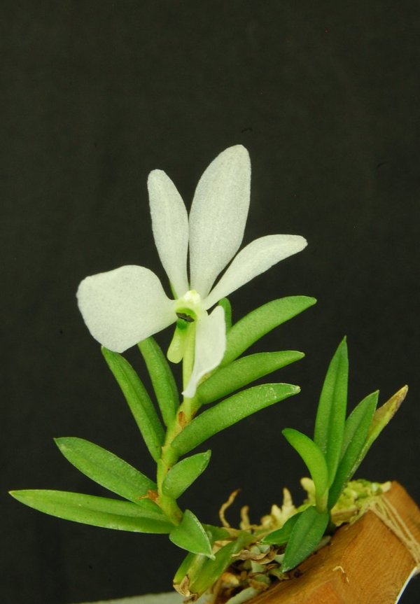 Ceratochilus biglandulosus Orchidbox